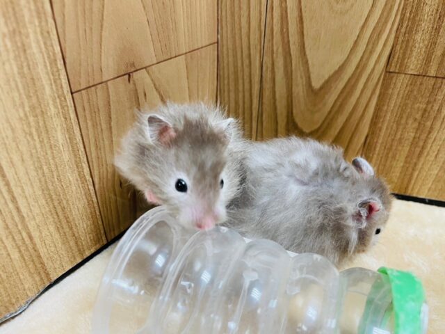 ゴールデンハムスター