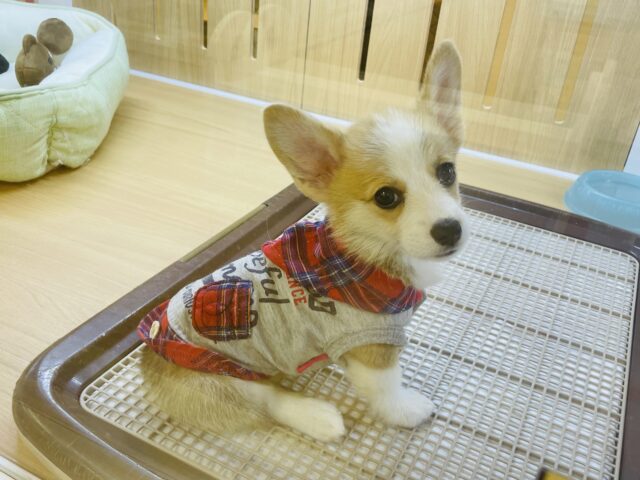 ウェルシュコーギー・ペンブローグ