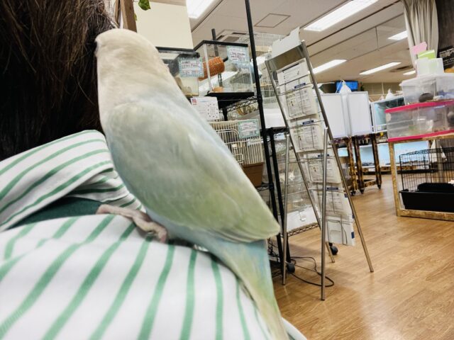 コザクラインコ（小桜インコ）