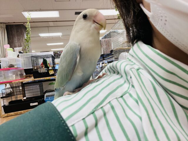 コザクラインコ（小桜インコ）