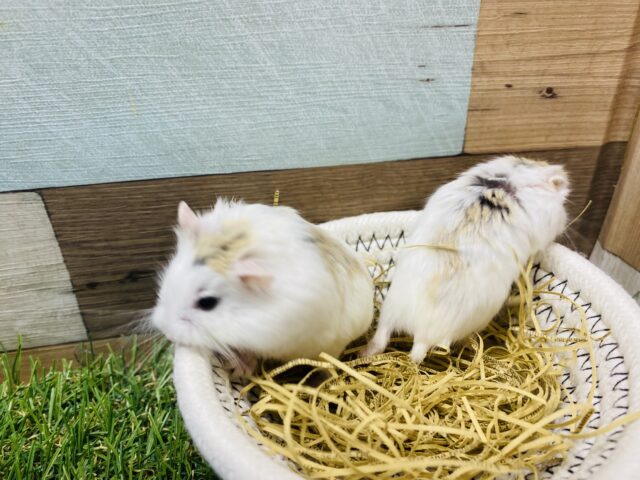 ロボロフスキーハムスター