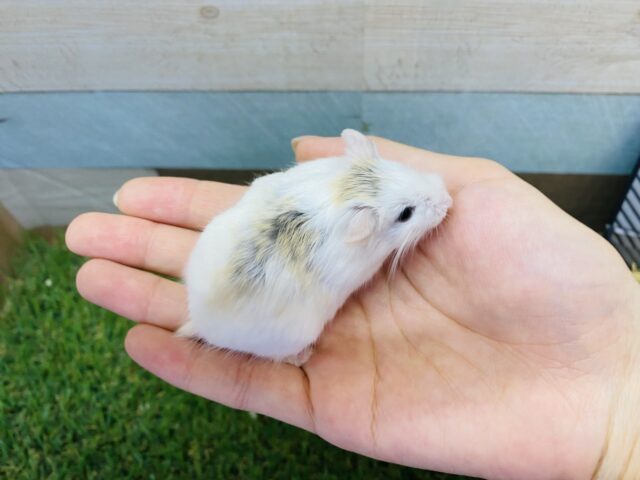 ロボロフスキーハムスター