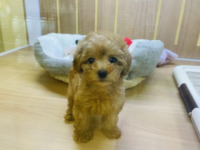 トイプードル