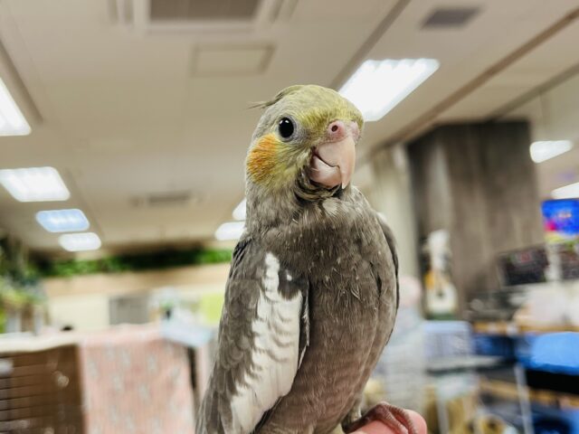 オカメインコ