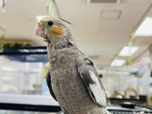 オカメインコ