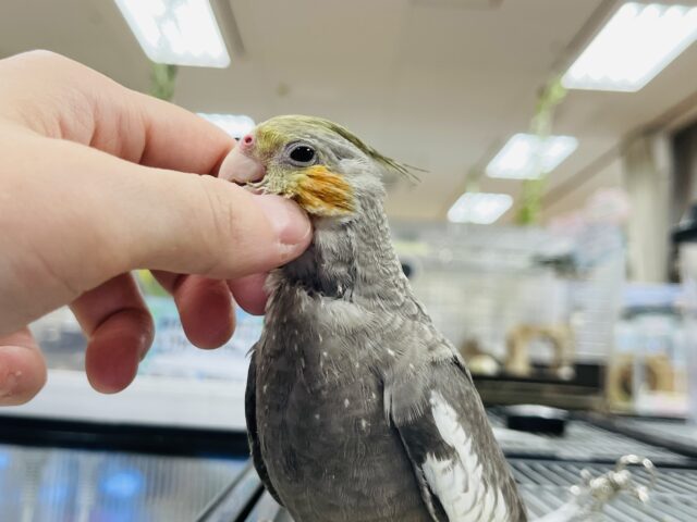 オカメインコ