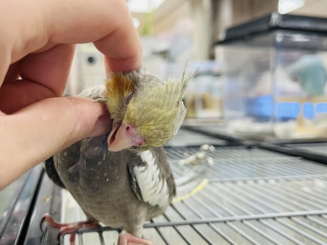 オカメインコ
