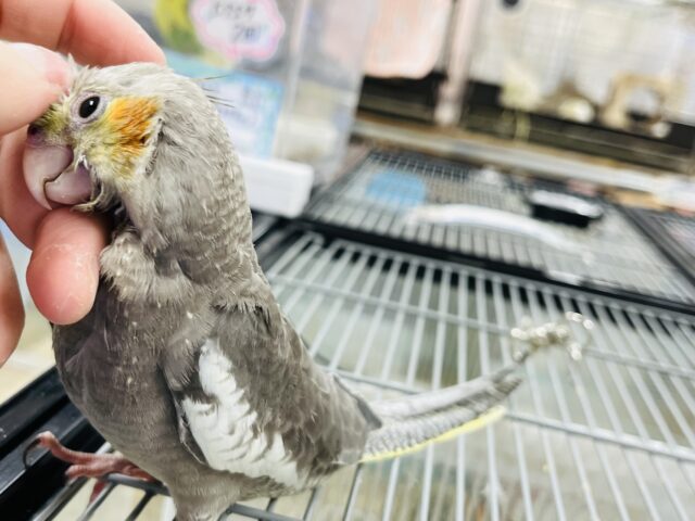オカメインコ