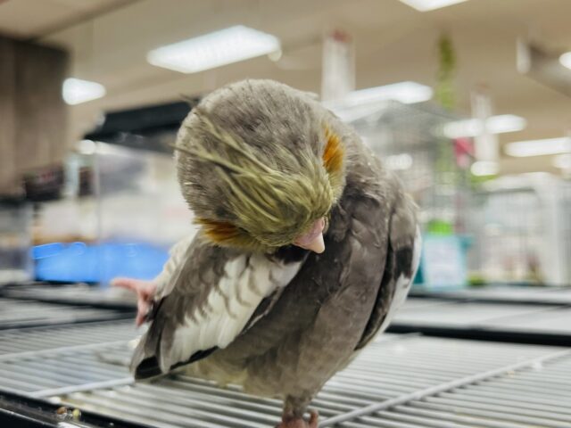 オカメインコ
