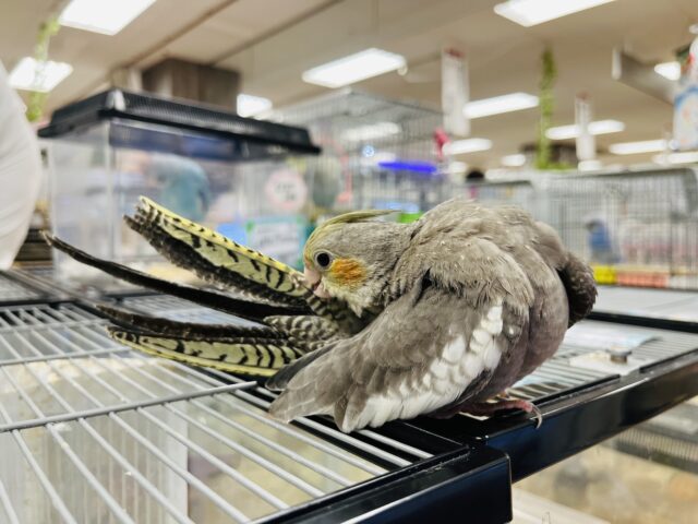 オカメインコ