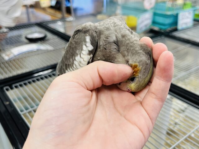 オカメインコ