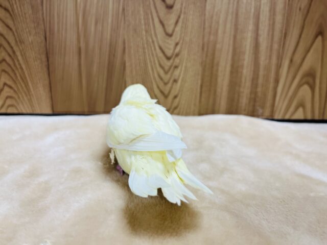 【最新画像更新🪄】食欲旺盛☆まるっこフォルムが可愛らしい♡サザナミインコ(クリーム) ヒナ サザナミインコ