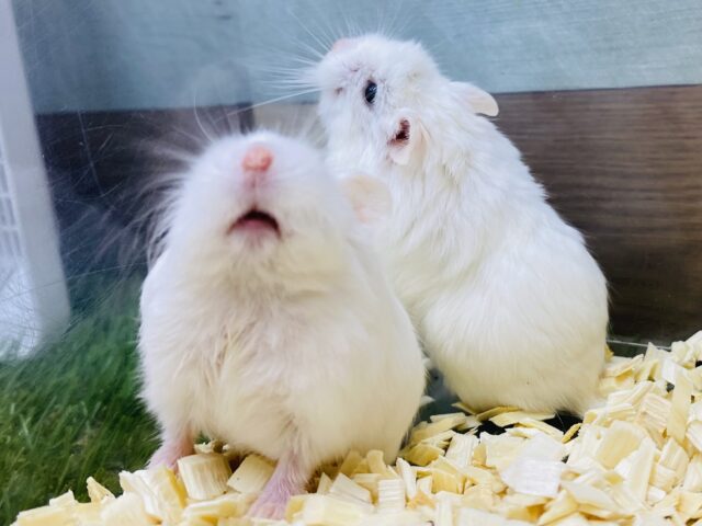 ロボロフスキーハムスター