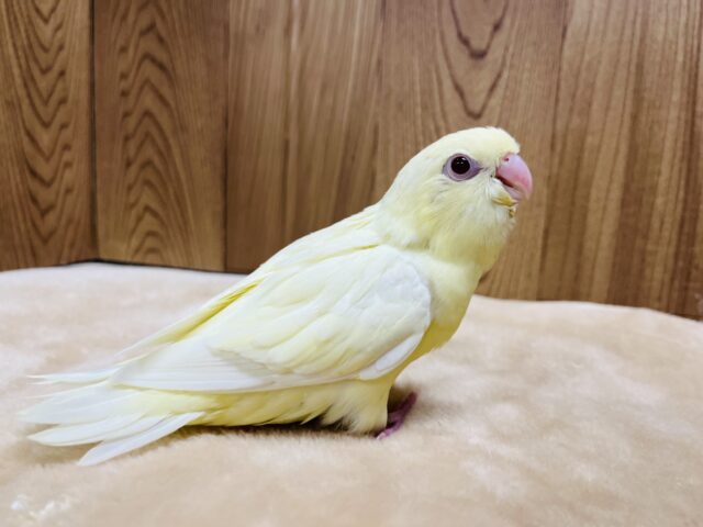 【最新画像更新🪄】食欲旺盛☆まるっこフォルムが可愛らしい♡サザナミインコ(クリーム) ヒナ サザナミインコ