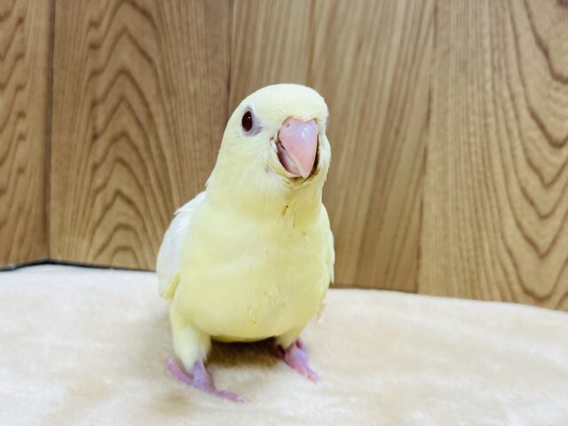 サザナミインコ