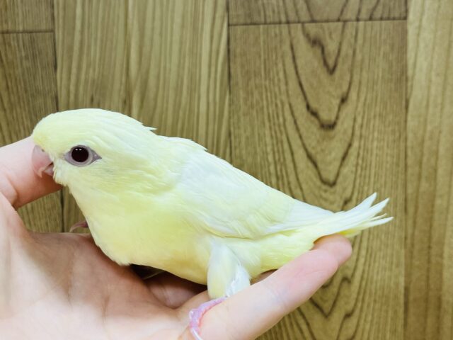 【最新画像更新🪄】食欲旺盛☆まるっこフォルムが可愛らしい♡サザナミインコ(クリーム) ヒナ サザナミインコ