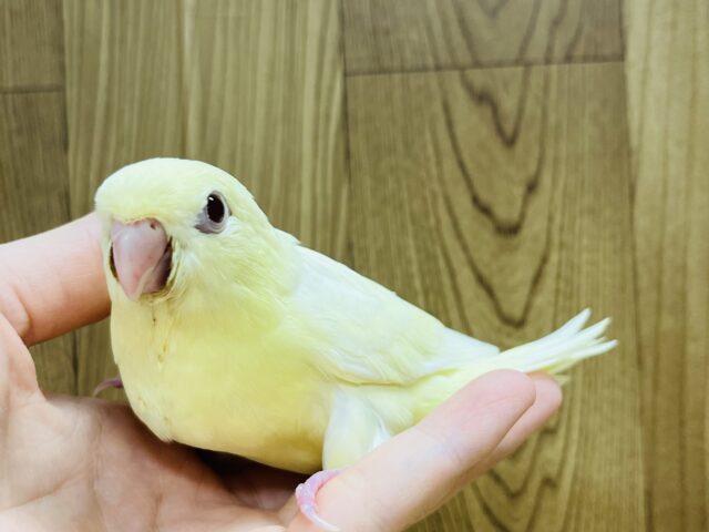 【最新画像更新🪄】食欲旺盛☆まるっこフォルムが可愛らしい♡サザナミインコ(クリーム) ヒナ サザナミインコ