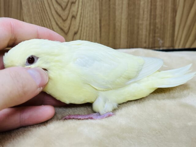 サザナミインコ