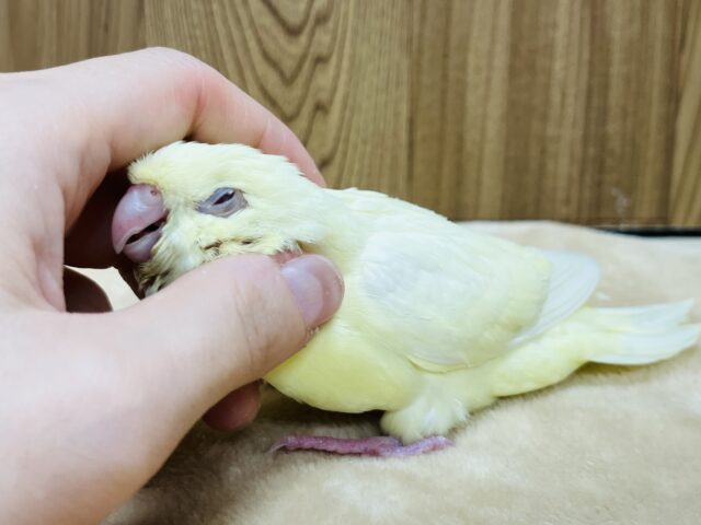 【最新画像更新🪄】食欲旺盛☆まるっこフォルムが可愛らしい♡サザナミインコ(クリーム) ヒナ サザナミインコ