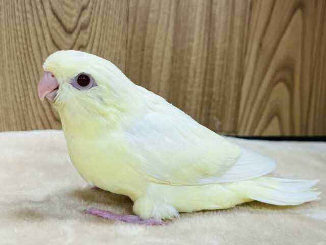 サザナミインコ