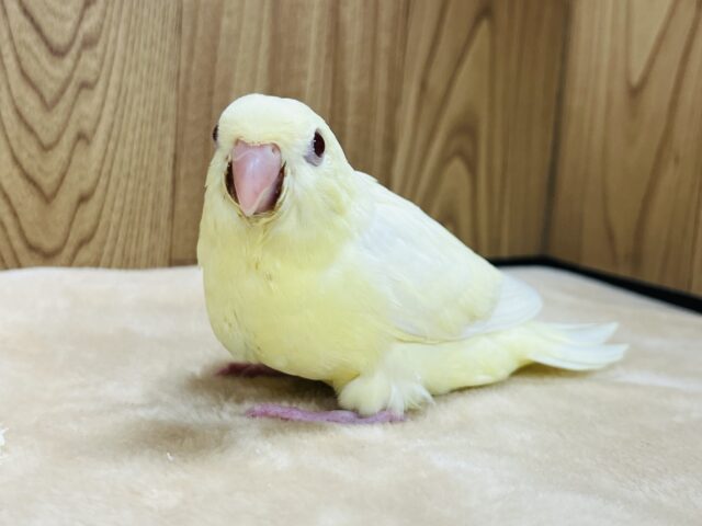 【最新画像更新🪄】食欲旺盛☆まるっこフォルムが可愛らしい♡サザナミインコ(クリーム) ヒナ サザナミインコ