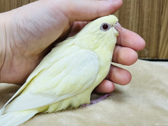 サザナミインコ