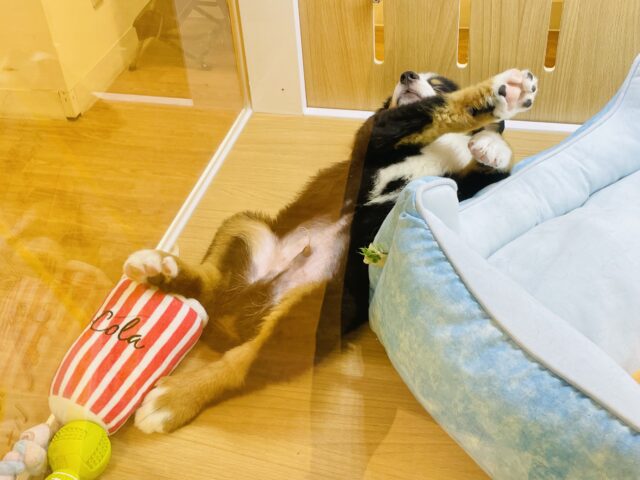 バーニーズマウンテンドッグ