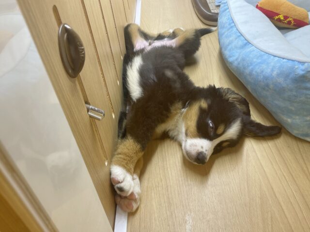 バーニーズマウンテンドッグ