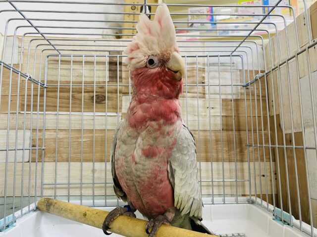モモイロインコ