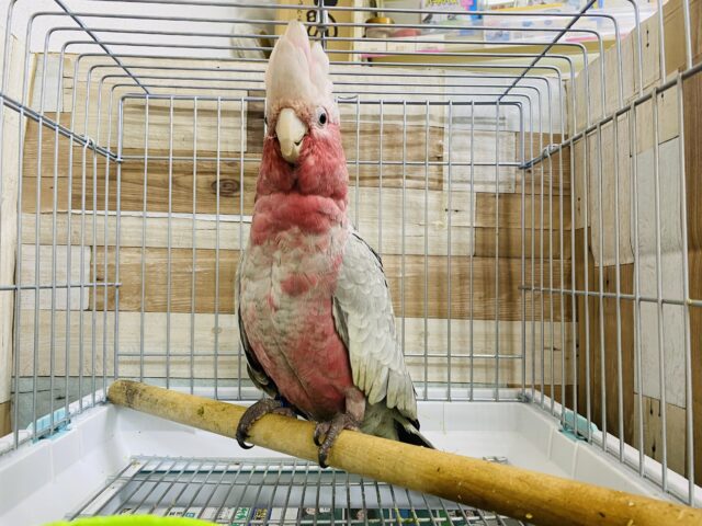 モモイロインコ