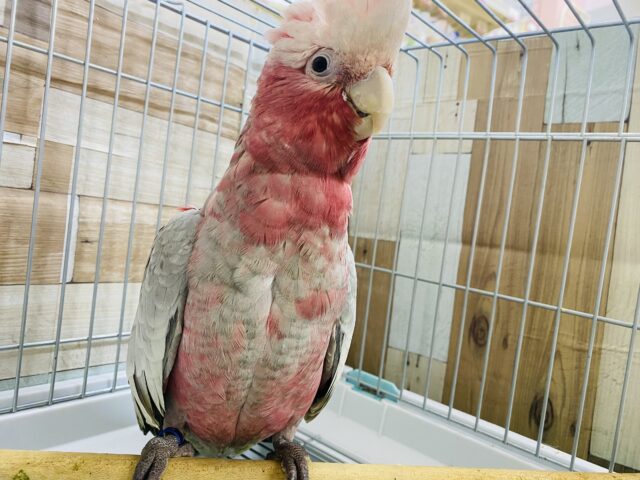 モモイロインコ