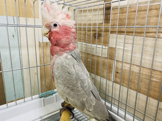 モモイロインコ