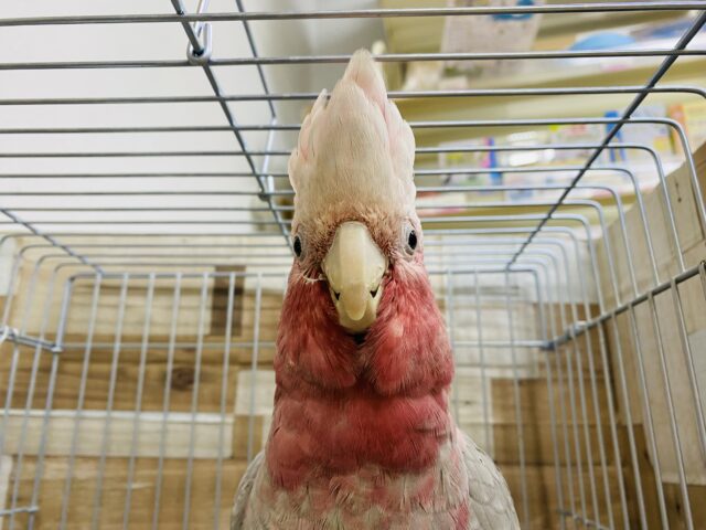 モモイロインコ