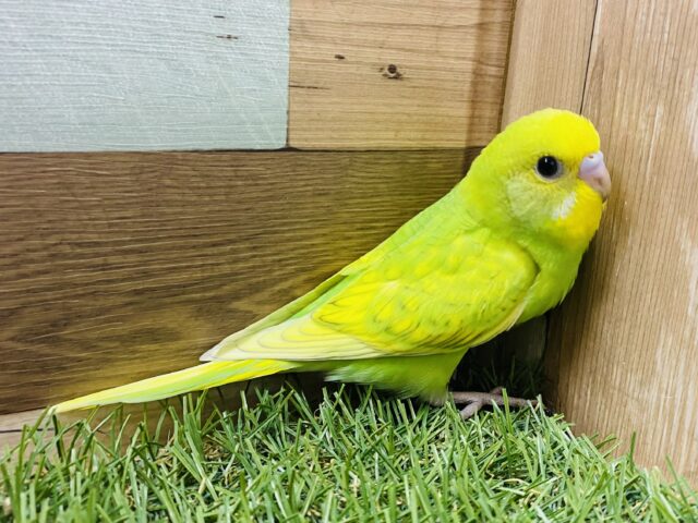 セキセイインコ