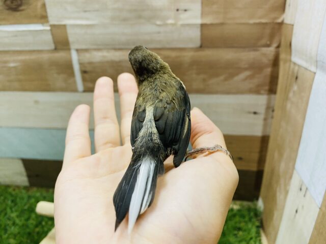 十姉妹（ジュウシマツ）