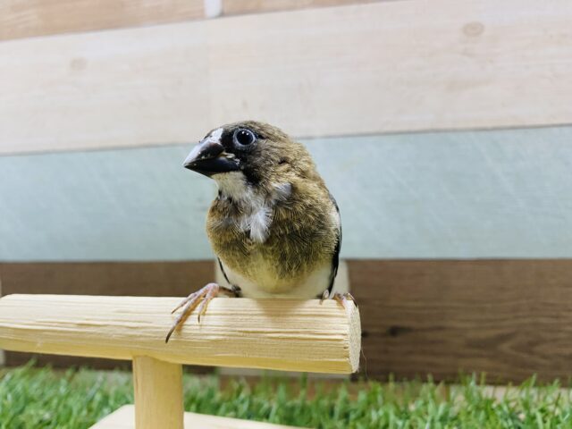 十姉妹（ジュウシマツ）