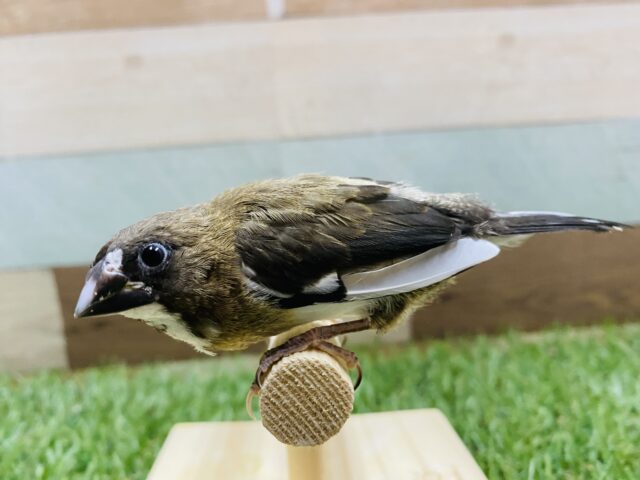 十姉妹（ジュウシマツ）