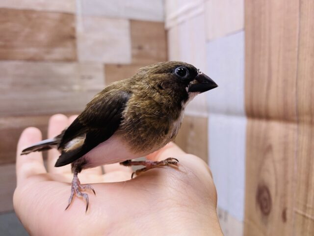 十姉妹（ジュウシマツ）