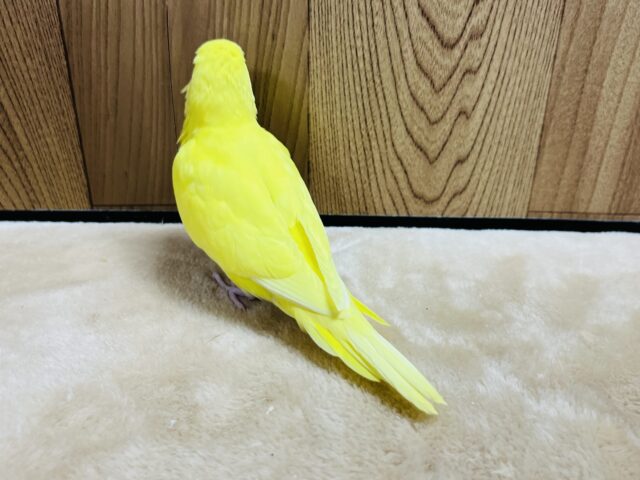 セキセイインコ