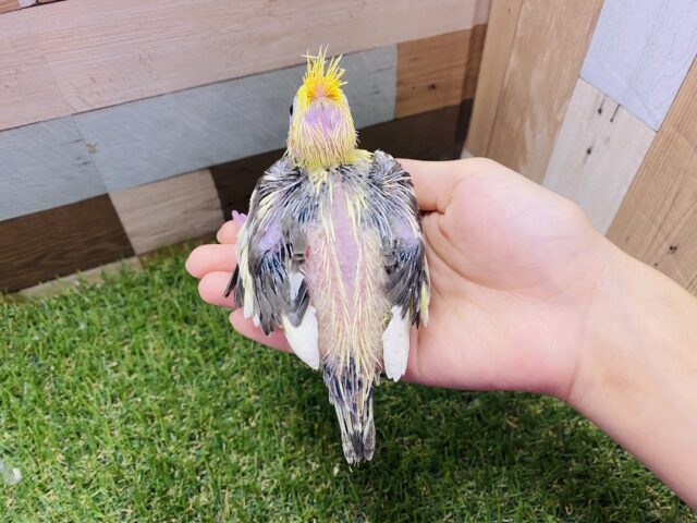 オカメインコ