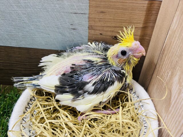 オカメインコ