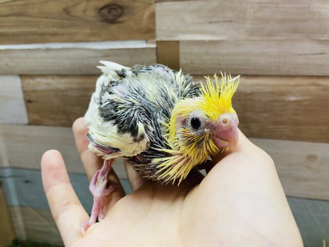 オカメインコ