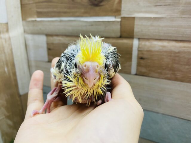オカメインコ