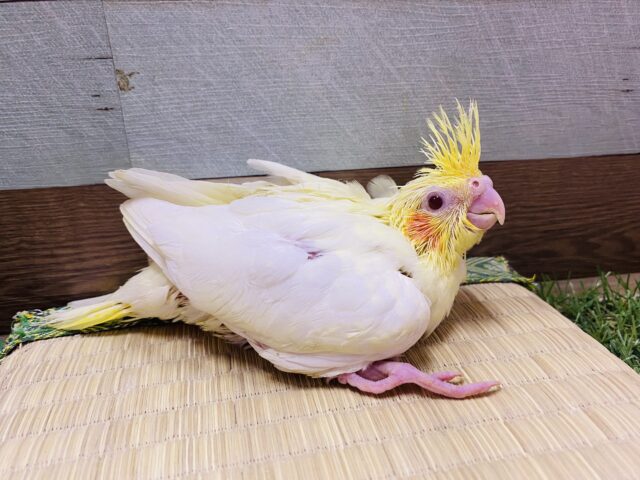 オカメインコ