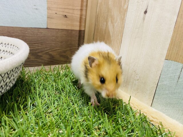 ゴールデンハムスター