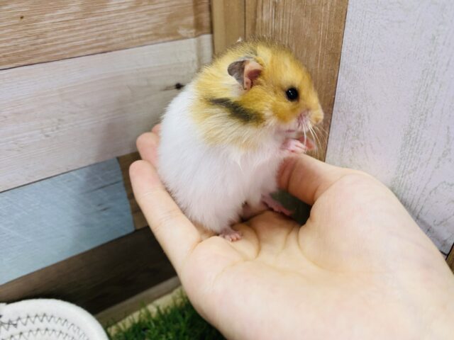 ゴールデンハムスター