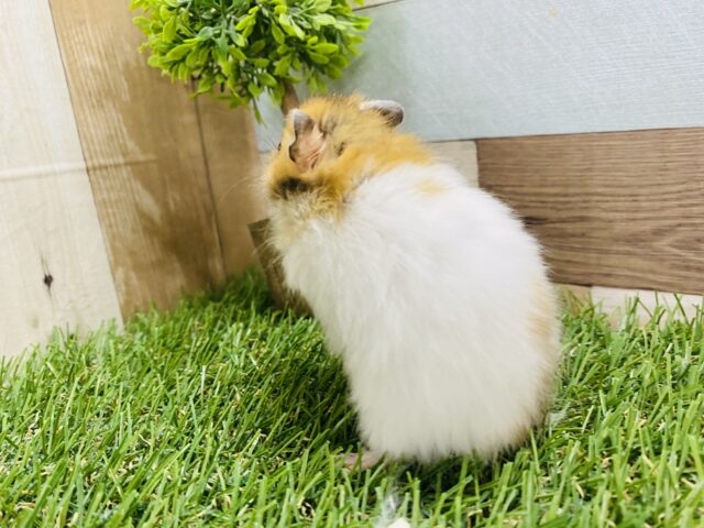 ゴールデンハムスター