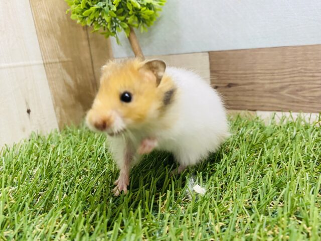 ゴールデンハムスター