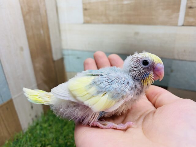セキセイインコ