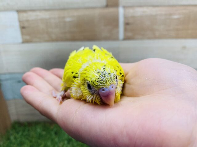 セキセイインコ